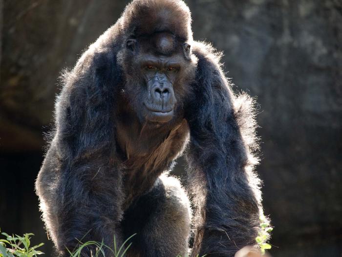 Ivan gorilla flickr