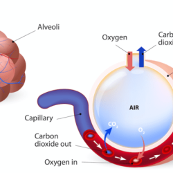 Ati gas exchange and oxygenation test