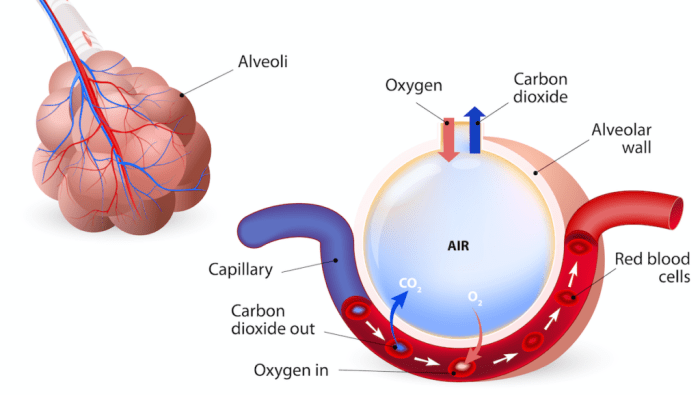 Ati gas exchange and oxygenation test