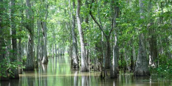 Crossing the swamp mary oliver