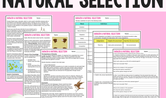 Evolution vocabulary worksheet answer key