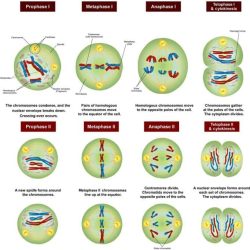 Sexual reproduction and meiosis answer key