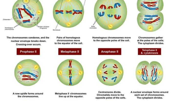 Sexual reproduction and meiosis answer key