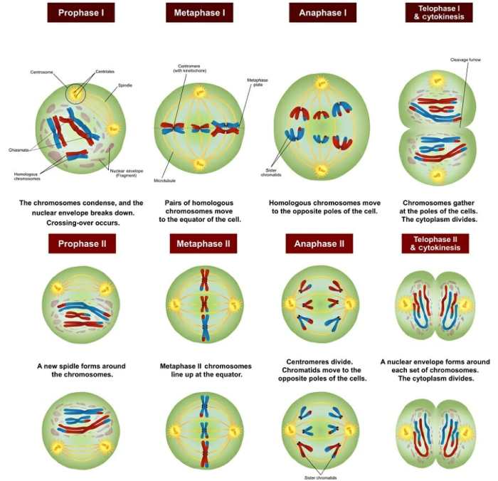 Sexual reproduction and meiosis answer key