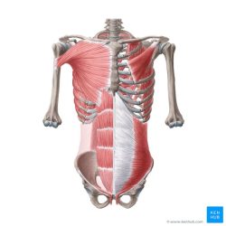 Muscles of the trunk quiz