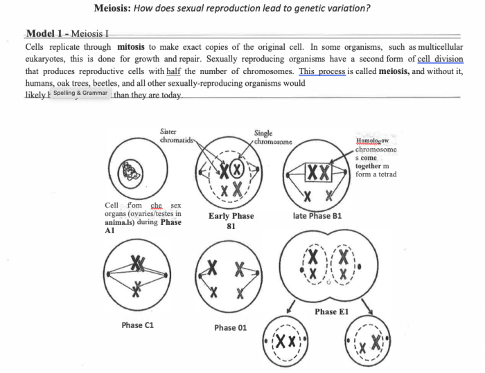 Sexual reproduction and meiosis answer key