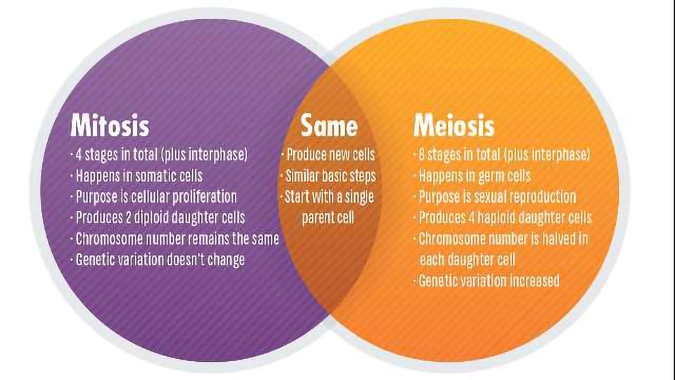 Sexual reproduction and meiosis answer key