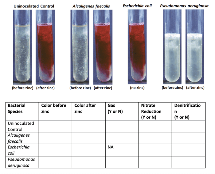 P aeruginosa nitrate reduction test