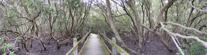 Crossing the swamp mary oliver