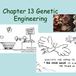 Chapter 13 genetic engineering vocabulary review