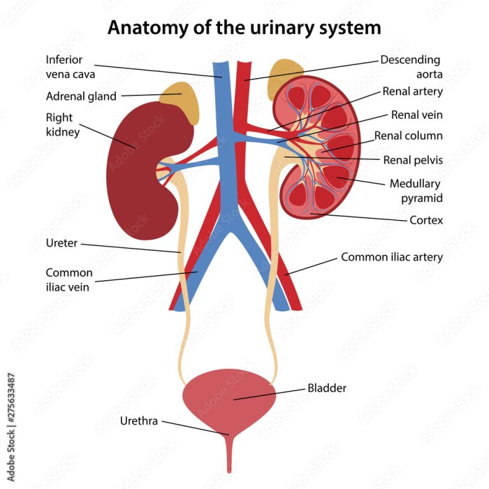 Correctly label the following components of the urinary system