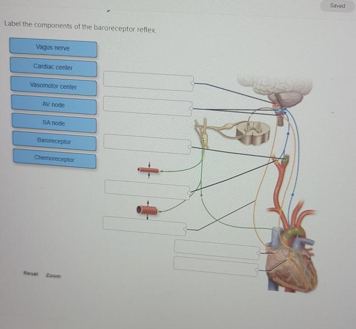 Label the components of the baroreceptor reflex