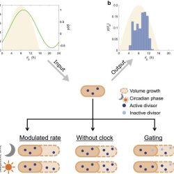 Doctors mechanistic model of the body may encourage them to