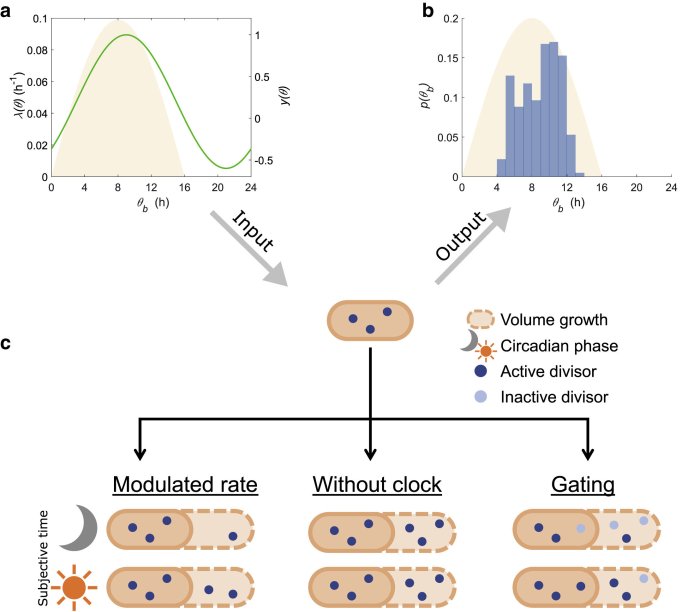 Doctors mechanistic model of the body may encourage them to