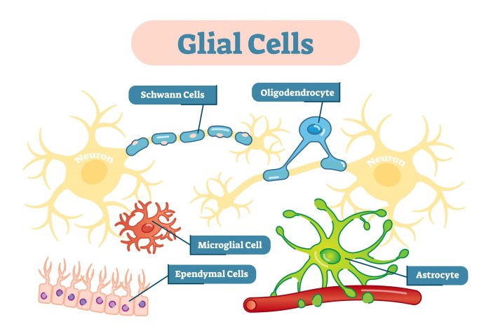 Match each glial cell type with its location and function