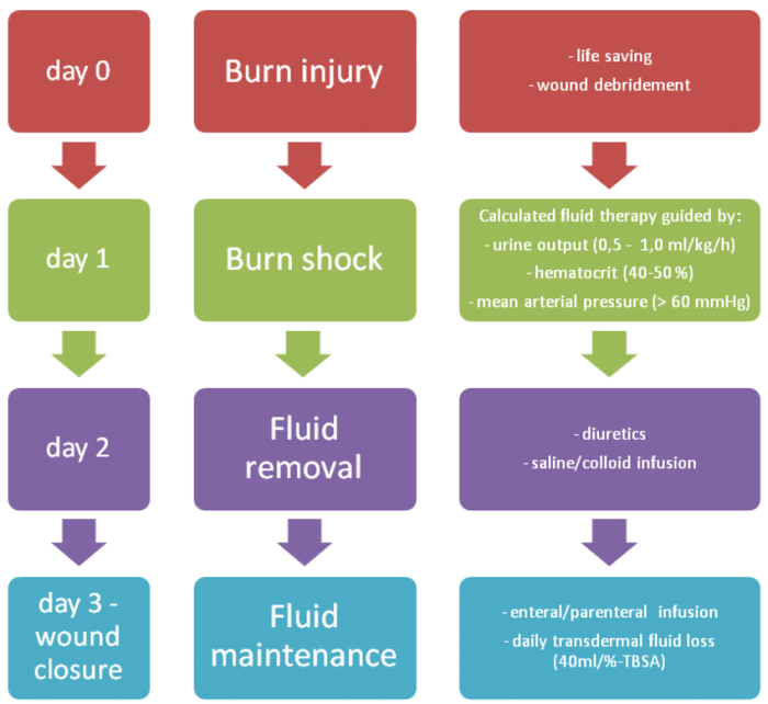 Burn burns degrees trauma skin type hyperglycemia injury impact four burning illustrations first step february