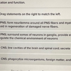 Cells glial neuroglia cell