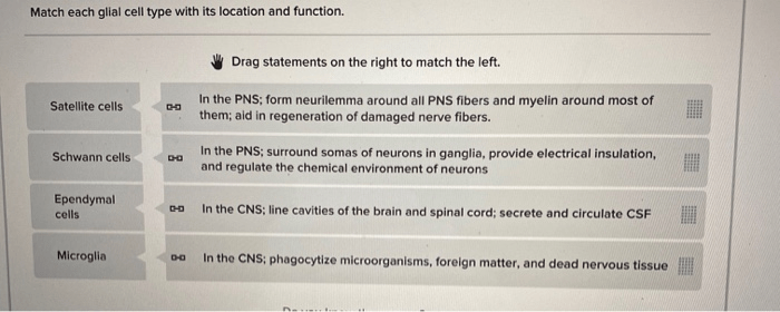 Cells glial neuroglia cell