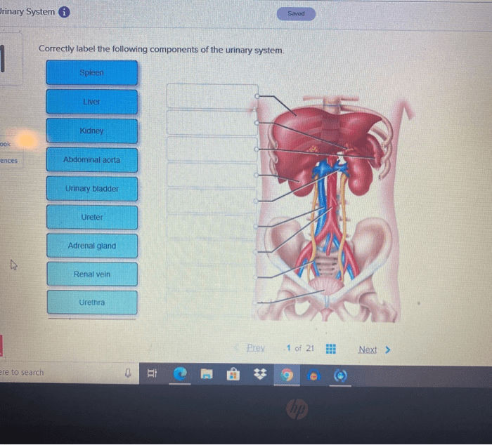 Correctly label the following components of the urinary system