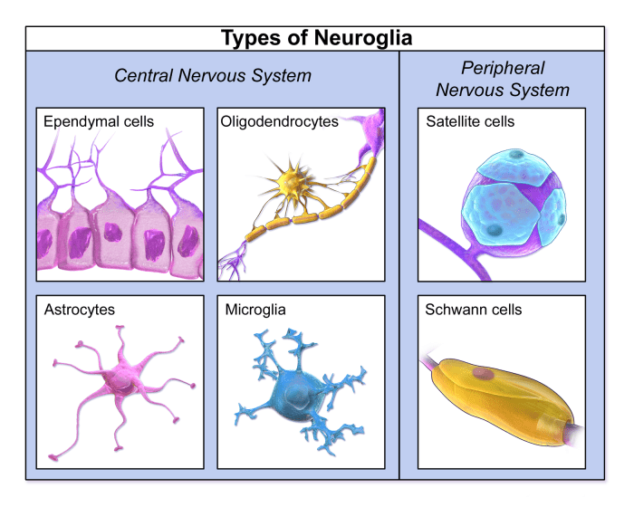 Match each glial cell type with its location and function